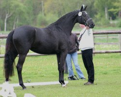 dressage horse Beluga 21 (Trakehner, 2007, from Insterburg TSF)