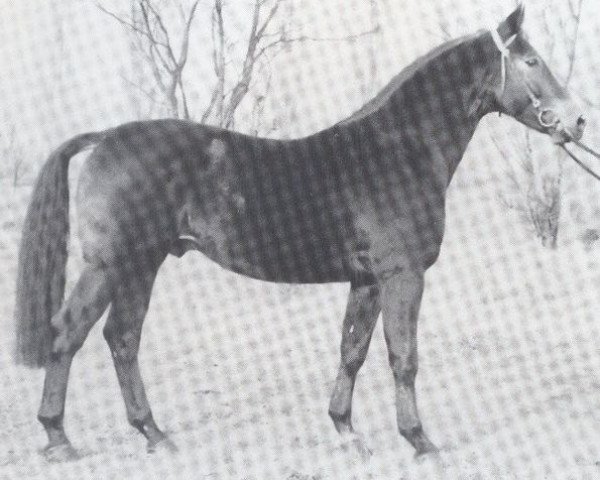 stallion Galan (Hanoverian, 1976, from Graphit)