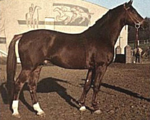 horse Flugsand (Trakehner, 1959, from Altan)