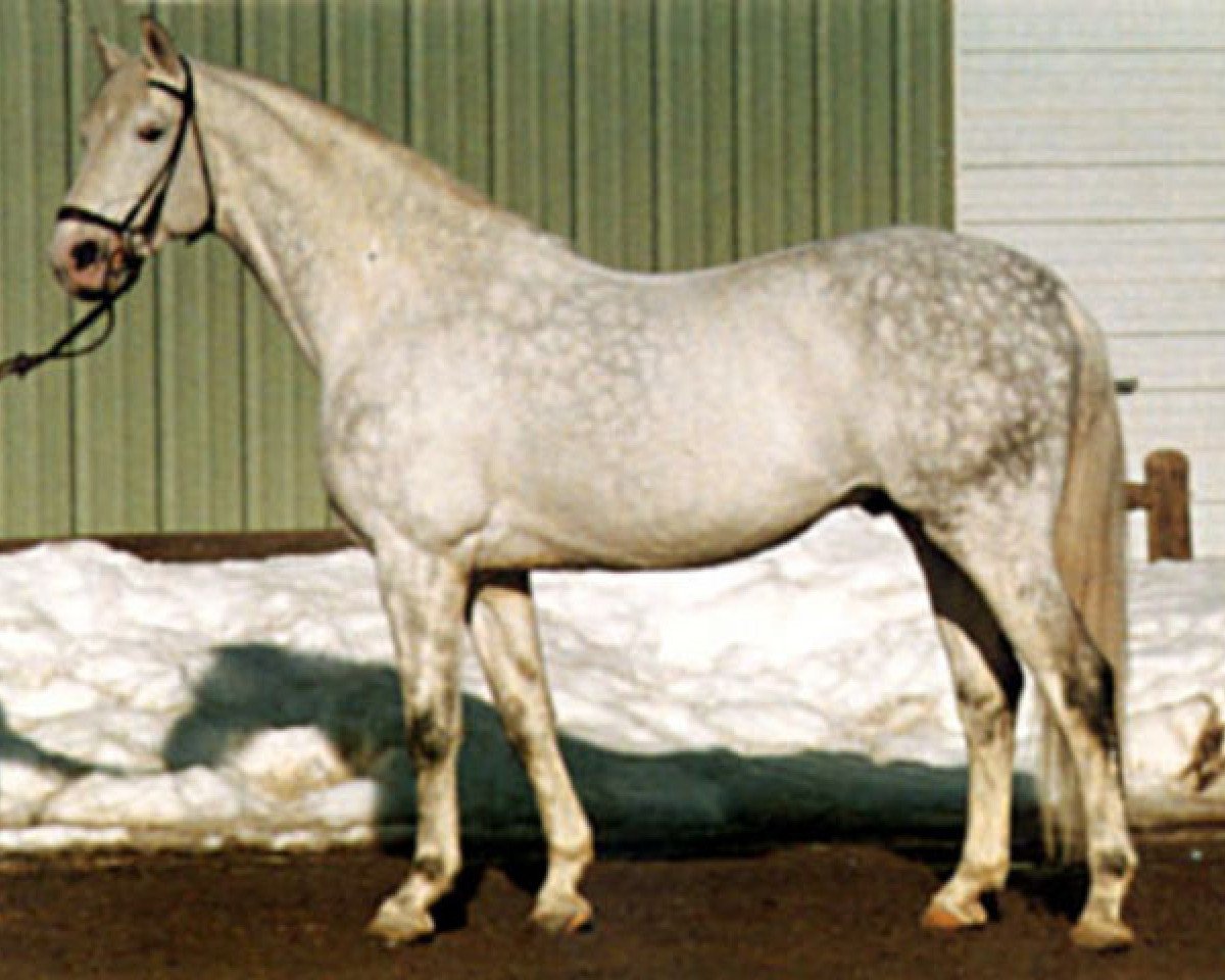 stallion Erzsand (Trakehner, 1967, from Flugsand)