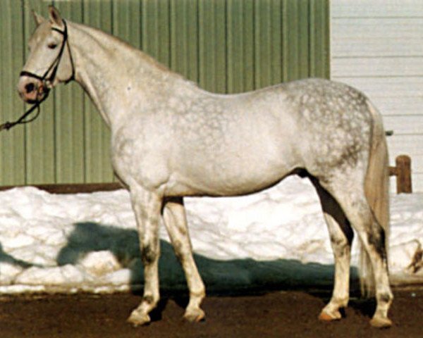 stallion Erzsand (Trakehner, 1967, from Flugsand)