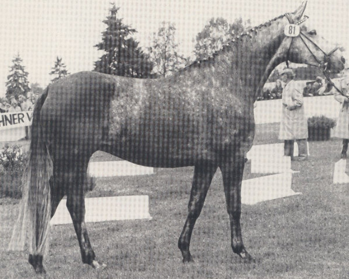 broodmare Herzroeschen (Trakehner, 1974, from Erzsand)