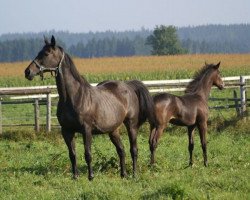 broodmare Jucate xx (Thoroughbred, 1990, from Acatenango xx)