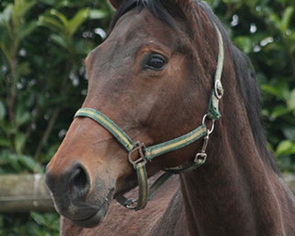 broodmare Odette (KWPN (Royal Dutch Sporthorse), 1996, from Chronos)