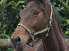 broodmare Odette (KWPN (Royal Dutch Sporthorse), 1996, from Chronos)