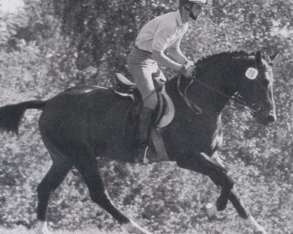stallion Santa Klaus (Bavarian, 1982, from Santiago)