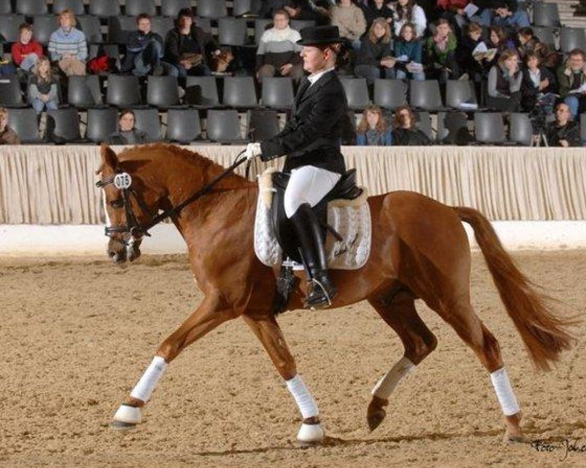 Deckhengst Erfttal Duncan (Deutsches Reitpony, 2004, von Don Joshi)