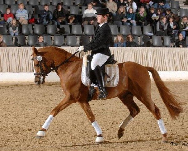 stallion Erfttal Duncan (German Riding Pony, 2004, from Don Joshi)