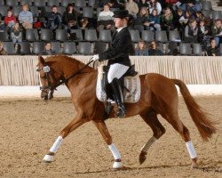 dressage horse Erfttal Duncan (Deutsches Reitpony, 2004, from Don Joshi)