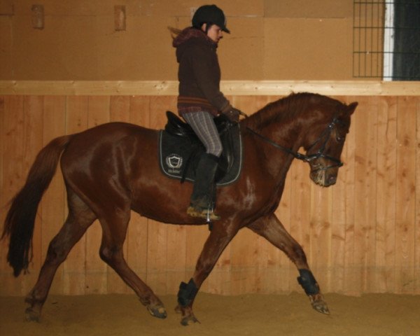 Pferd Galupy (Deutsches Reitpony, 2008, von Galileo)