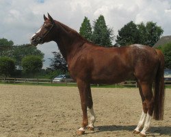 broodmare Simona (German Riding Pony, 1996, from Superman II)