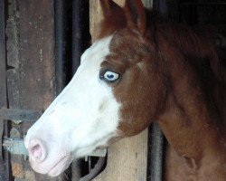 Zuchtstute Dornröschen (Deutsches Reitpony, 1988, von Durello)