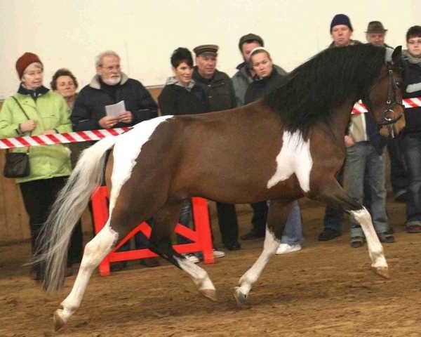 stallion Monty (Lewitzer, 2002, from Munser II)