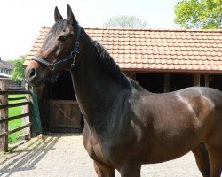 jumper Calvin 23 (Hanoverian, 1993, from Calypso II)