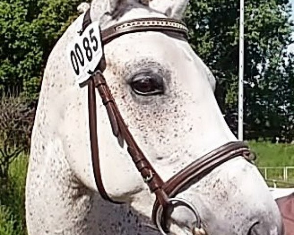 horse Chiarah (Arab half breed / Partbred, 1995, from Saphir Ibn Nasir ox)