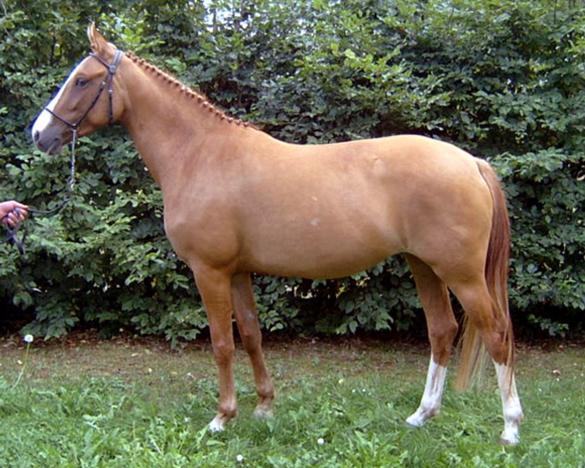 Zuchtstute Darinka (Deutsches Reitpony, 2000, von FS Don't Worry)