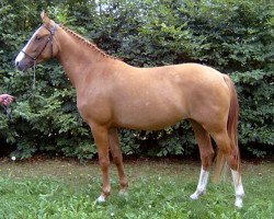 broodmare Darinka (German Riding Pony, 2000, from FS Don't Worry)