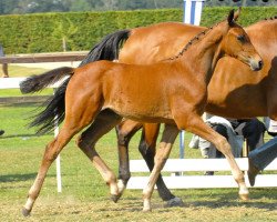 Pferd Pamela (Oldenburger, 2006, von Semper)