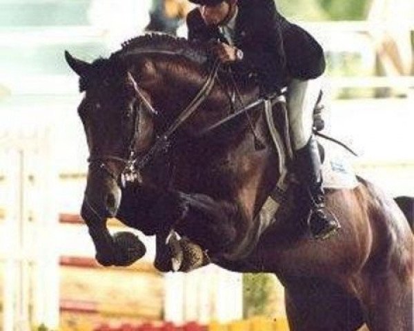 stallion Hans Anders Z (Hanoverian, 1991, from Acord II)