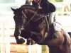 stallion Hans Anders Z (Hanoverian, 1991, from Acord II)