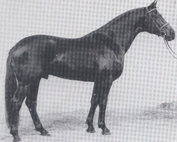 stallion Wanderfalk (Oldenburg, 1980, from Weltmeister)