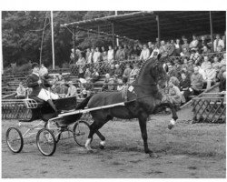 Deckhengst Bayard (KWPN (Niederländisches Warmblut), 1983, von Tamboerijn)