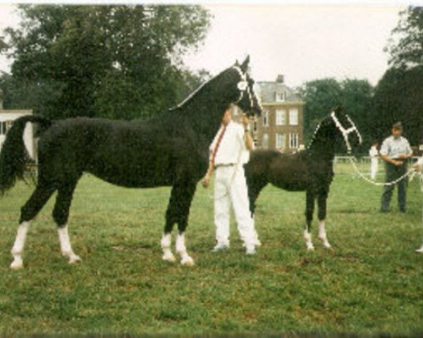 Zuchtstute Jola (Koninklijk Warmbloed Paardenstamboek Nederland (KWPN), 1991, von Bayard)