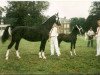 broodmare Jola (KWPN (Royal Dutch Sporthorse), 1991, from Bayard)