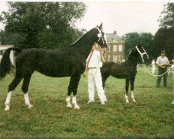 broodmare Jola (KWPN (Royal Dutch Sporthorse), 1991, from Bayard)