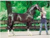 stallion Nando (Dutch Harness Horse/Tuigpaard, 1995, from Fortissimo)