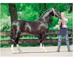 stallion Nando (Dutch Harness Horse/Tuigpaard, 1995, from Fortissimo)