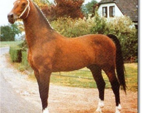 Deckhengst Renovo (Koninklijk Warmbloed Paardenstamboek Nederland (KWPN), 1975, von Cambridge Cole)