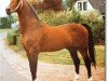stallion Renovo (Dutch Warmblood, 1975, from Cambridge Cole)