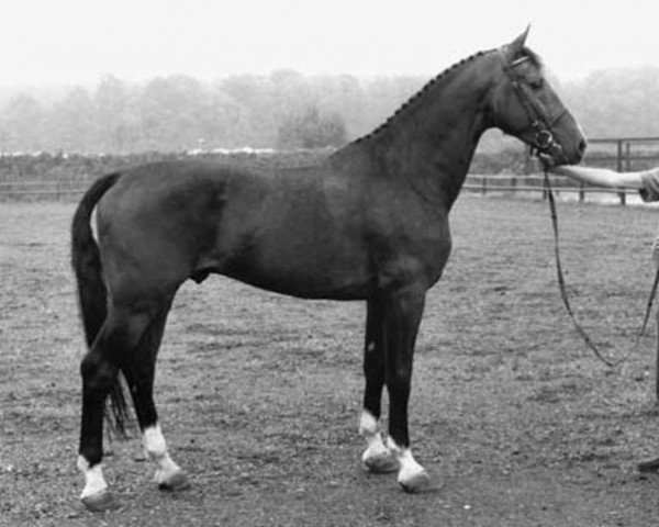 Deckhengst Cinovo (Koninklijk Warmbloed Paardenstamboek Nederland (KWPN), 1984, von Renovo)