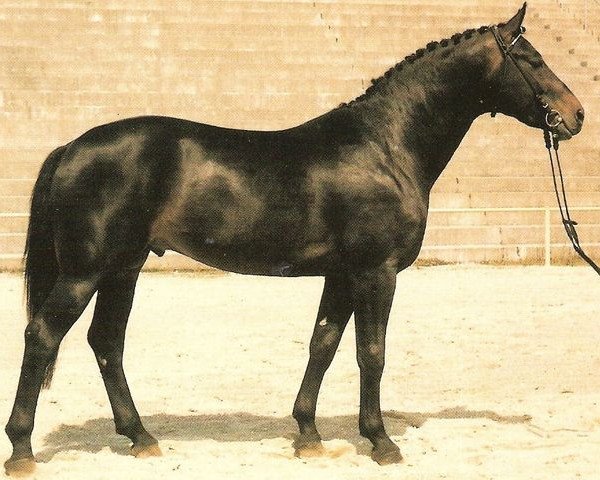 stallion Rico (Württemberger, 1981, from Ricardo)