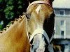 broodmare Gemini (Selle Français, 1972, from Tanael AN)