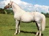 stallion Phaeton xx (Thoroughbred, 1964, from Sicambre xx)