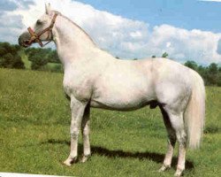 stallion Phaeton xx (Thoroughbred, 1964, from Sicambre xx)