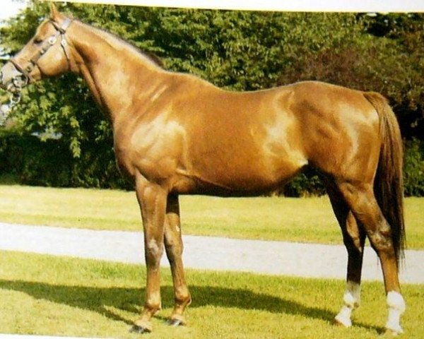 stallion Vitiges xx (Thoroughbred, 1973, from Phaeton xx)