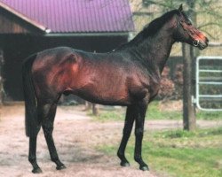 stallion Bulrush xx (Thoroughbred, 1985, from Vitiges xx)