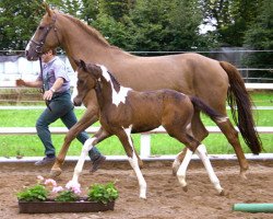 dressage horse Rochette (Oldenburg, 2007, from Semper)