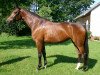 broodmare La Florencia (Oldenburg, 2007, from Florencio I)