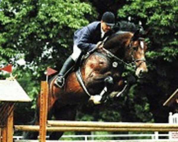 stallion Dinglinger (Westphalian, 1992, from Dinard L)