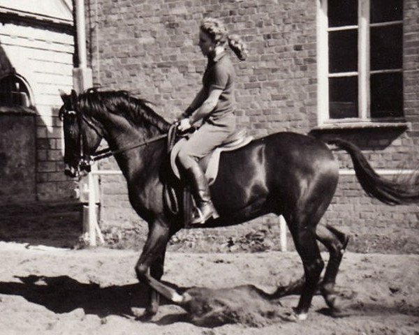 stallion Monsun x (Anglo-Arabs, 1971, from Modus xx)