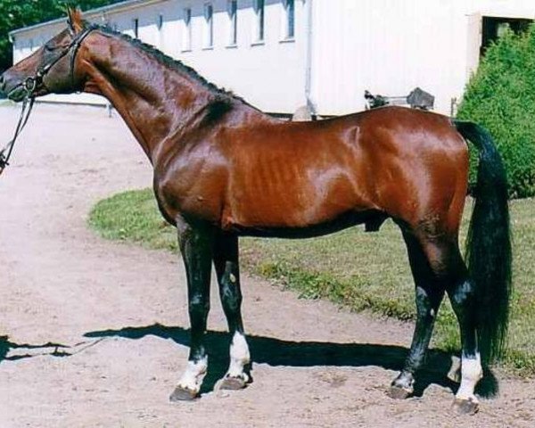 dressage horse Monjul 3495 (Mecklenburg, 1988, from Monsun x)