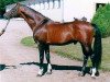 stallion Monjul 3495 (Mecklenburg, 1988, from Monsun x)