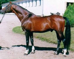 stallion Monjul 3495 (Mecklenburg, 1988, from Monsun x)