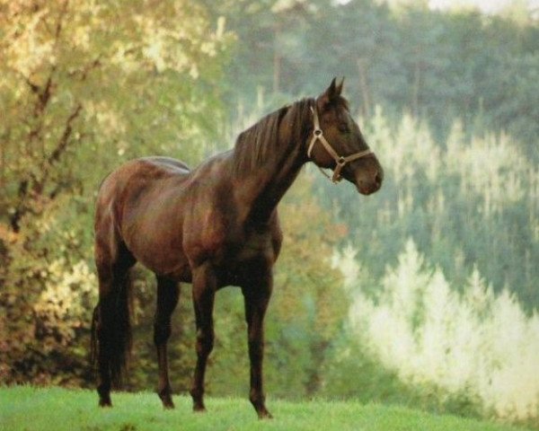 stallion El Salto xx (Thoroughbred, 1983, from Surumu xx)
