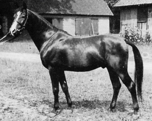 stallion Radautz (Shagya Arabian, 1966, from 568 Shagya XIII-12 (Top))