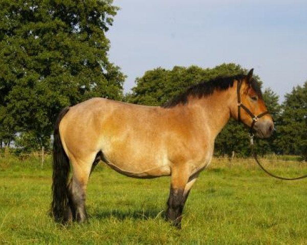 broodmare Emma (Rhenish-German Cold-Blood, 2004, from Eckbert)